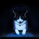 cat5671