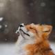 thefoxtale
